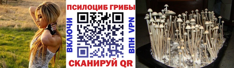 Галлюциногенные грибы Psilocybine cubensis  Купить закладки  Уржум 